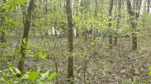 taboriste v lese